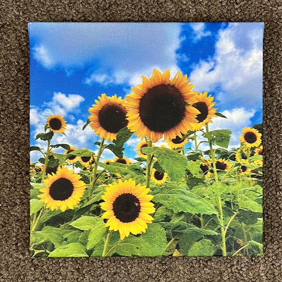 Sunflower Canvas